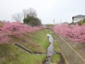 豊田市にも河津桜が美しく咲いていました。