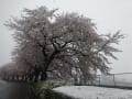 雨～雪～雨～小雨・・・寒い。桜～