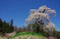 芸北の桜