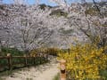 2012年　佐久間ダムの桜