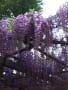 Light Up Wisteria 