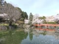 桜の季節と掛川城公園