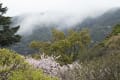 平和公園雨桜_160404