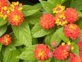 [432]Lantana608192.JPG