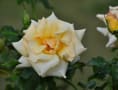 ルイス・キャロルの故郷　チェシャー　の薔薇