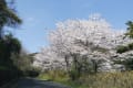 岩屋公園への桜道_140402