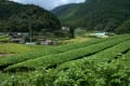 うきは写景　浮羽町妹川の棚田