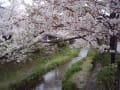 [12]一の坂川の桜