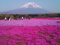 うちの花と写真