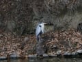 [407]公園の鳥2013022114.jpg