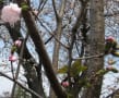 逆さ梅伝説の村主神社