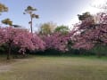 [36]2021.4.19　じゅんさい池公園