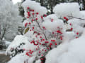 雪景色＆雪模様ｉｎ梶ヶ森