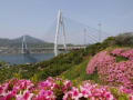 花のある風景