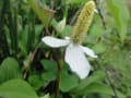 畑（夏野菜）の花々