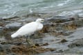 沖縄探鳥ツアー5日目（最終日）クロサギ-Part2　