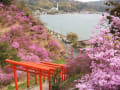 宮津市獅子崎稲荷神社のみつばつつじが満開です♪