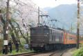 ☆川根路のＳＬと桜の旅～