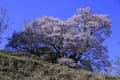 2012年4月23日　奈良県　佛隆寺の千年桜