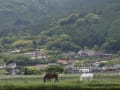 [85]6月初旬　辻馬車を引くゆきちゃん（白馬）たち