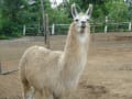 メンデス動物園以前