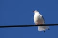 野鳥写真