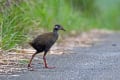 沖縄探鳥ツアー4日目　ヤンバルクイナ