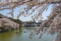 [6]千鳥が渕の桜１