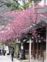 早咲きの寒緋桜：品川区荏原神社