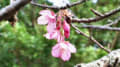 サクラが咲いた！…安慶名中央公園