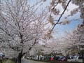 馬見ヶ崎川桜ライン桜満開