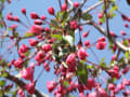 花は花でも実のなる花