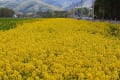 菜の花と岩手山