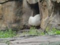 [6]ベルリン旅行 ～ベルリン動物園のクヌート～