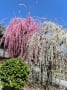 結城神社の枝垂れ梅