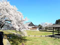 丹波篠山の桜2022