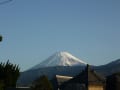 最近の朝の散歩（富士山、花、シラス漁）