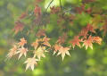 鎌倉・妙本寺（紅葉）　２