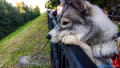 愛犬とモスクワからサハリンまでヒッチハイクの旅