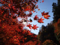 紅葉見に、行こうよう☆
