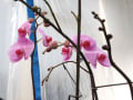 胡蝶蘭　2020年1月2日から咲き始めました