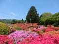 鶴峯公園（つつじ）　～　玄向寺（ボタン）