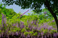 石山寺の藤の花