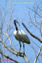 [9]Black-headed Ibis28Oct2011-02p-s.jpg