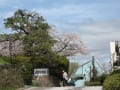 5月11日函館山山麓風景＆桜の風景