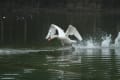 暖かくなって元気な鳥と、色鮮やかに咲く花たち