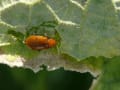 [59]20090801-01aAulacophora femoralis.jpg