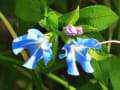 今朝の花たち