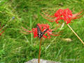 １０月の　花と空と　ちょうちょ