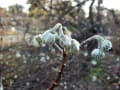 ２月の河津桜　十月桜　梅